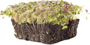 Mustard Seeds - Mizuna- Red Streaks - Caribbean garden seed