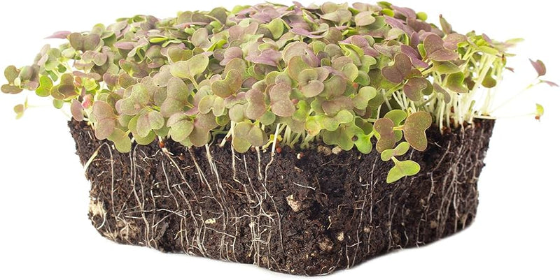 Mustard Seeds - Mizuna- Red Streaks - Caribbean garden seed