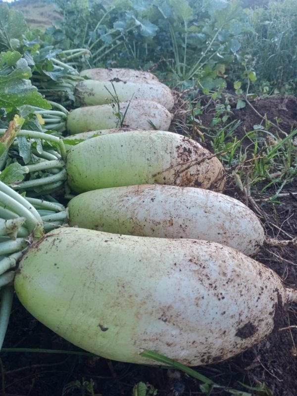 Korean Radishes SEEDS, ASIAN VEGETABLE - Caribbean garden seed