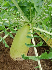 Korean Radishes SEEDS, ASIAN VEGETABLE - Caribbean garden seed