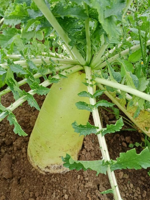 Korean Radishes SEEDS, ASIAN VEGETABLE - Caribbean garden seed