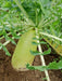 Korean Radishes SEEDS, ASIAN VEGETABLE - Caribbean garden seed