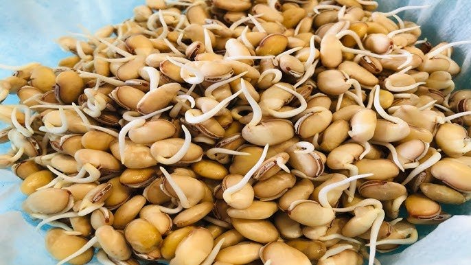 Field Bean seeds - Kadva Vaal - Caribbean garden seed