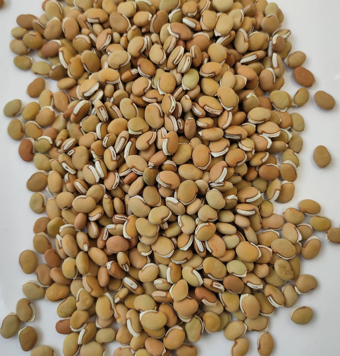 Field Bean seeds - Kadva Vaal - Caribbean garden seed