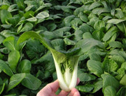Cabbage Seeds - Pak Choi  ,White Stem - Caribbean garden seed