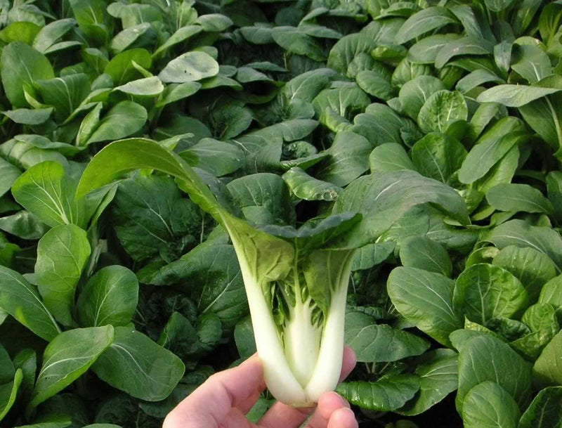 Cabbage Seeds - Pak Choi  ,White Stem - Caribbean garden seed