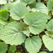 Korean Mint SEEDS. - Agastache rugosa. - asian herb - Caribbean garden seed