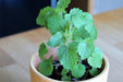 Korean Mint SEEDS. - Agastache rugosa. - asian herb - Caribbean garden seed