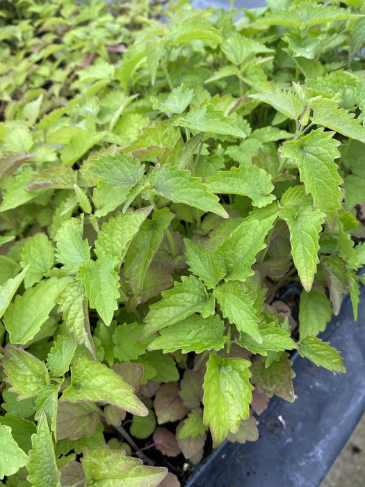 Korean Mint SEEDS. - Agastache rugosa. - asian herb - Caribbean garden seed