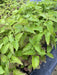 Korean Mint SEEDS. - Agastache rugosa. - asian herb - Caribbean garden seed