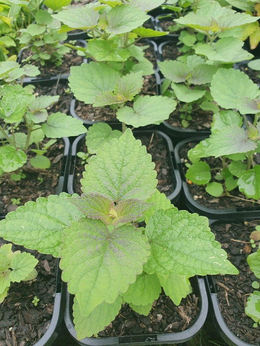 Korean Mint SEEDS. - Agastache rugosa. - asian herb - Caribbean garden seed