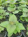 Korean Mint SEEDS. - Agastache rugosa. - asian herb - Caribbean garden seed