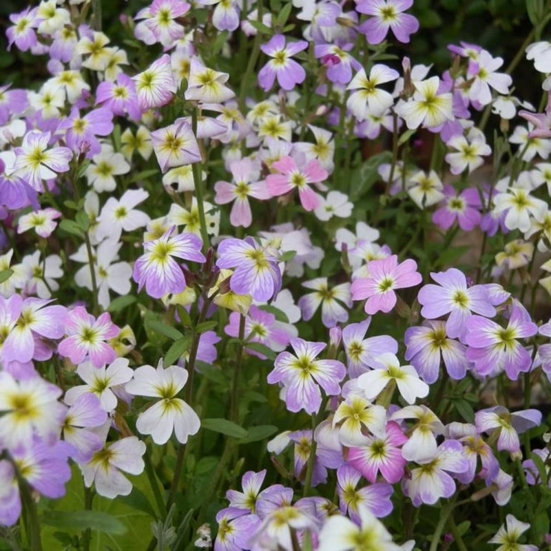 Virginia Stock Seeds,ANNUAL FLOWERS - Caribbean garden seed