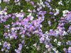 Virginia Stock Seeds,ANNUAL FLOWERS - Caribbean garden seed