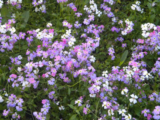 Virginia Stock Seeds,ANNUAL FLOWERS - Caribbean garden seed