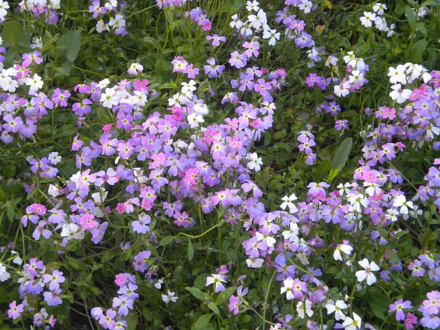 Virginia Stock Seeds,ANNUAL FLOWERS - Caribbean garden seed