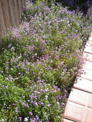 Virginia Stock Seeds,ANNUAL FLOWERS - Caribbean garden seed
