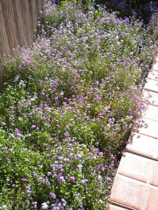 Virginia Stock Seeds,ANNUAL FLOWERS - Caribbean garden seed