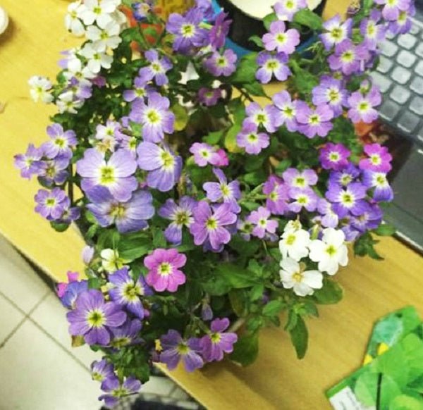 Virginia Stock Seeds,ANNUAL FLOWERS - Caribbean garden seed