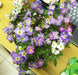 Virginia Stock Seeds,ANNUAL FLOWERS - Caribbean garden seed