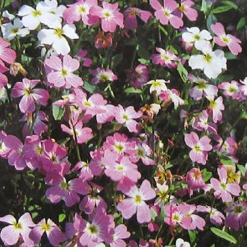 Virginia Stock Seeds,ANNUAL FLOWERS - Caribbean garden seed