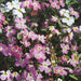Virginia Stock Seeds,ANNUAL FLOWERS - Caribbean garden seed