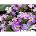 Virginia Stock Seeds,ANNUAL FLOWERS - Caribbean garden seed