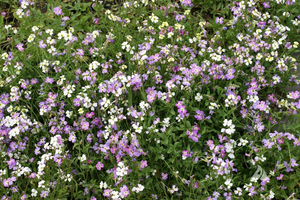 Virginia Stock Seeds,ANNUAL FLOWERS - Caribbean garden seed