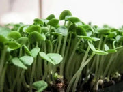 GENOVESE SWEET BASIL ,HERB SEEDS , Ocimum Basilicum - Caribbean garden seed