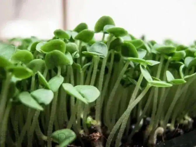 GENOVESE SWEET BASIL ,HERB SEEDS , Ocimum Basilicum - Caribbean garden seed