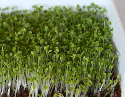 ANISE Basil SEEDS, - Microgreens SEED - Caribbean garden seed