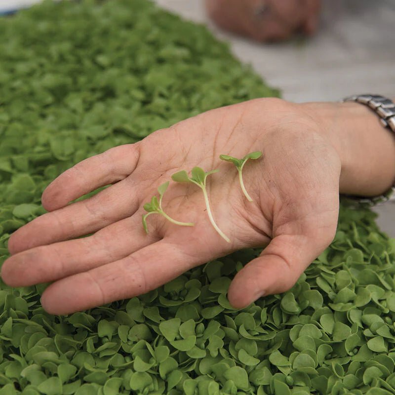 ANISE Basil SEEDS, - Microgreens SEED - Caribbean garden seed