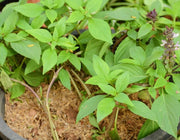 ANISE Basil SEEDS, - Microgreens SEED - Caribbean garden seed