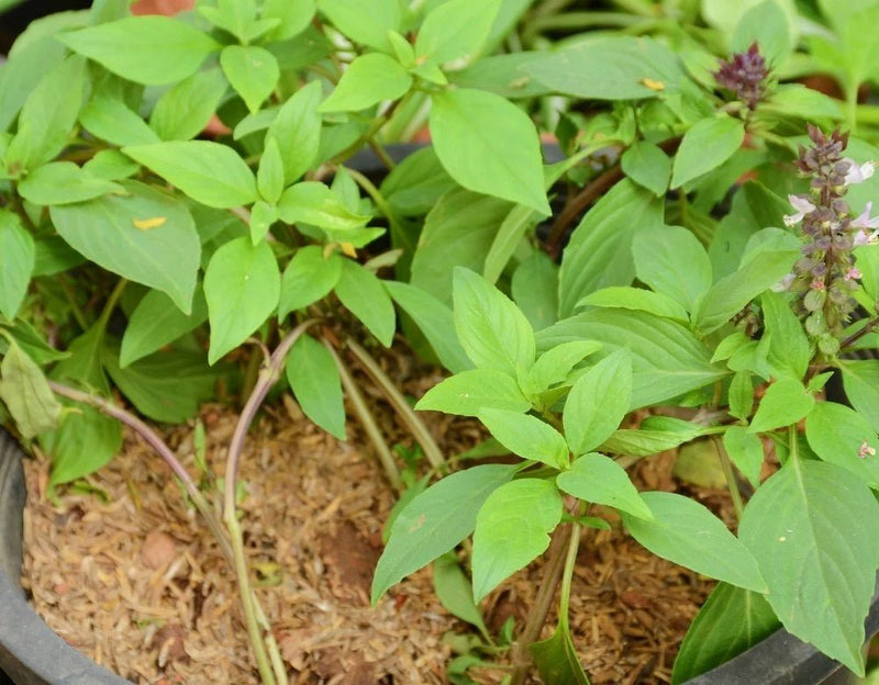 ANISE Basil SEEDS, - Microgreens SEED - Caribbean garden seed