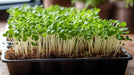 Anise - Microgreens,Baby Leaf,Sprouting seeds - Caribbean garden seed