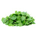 Anise - Microgreens,Baby Leaf,Sprouting seeds - Caribbean garden seed