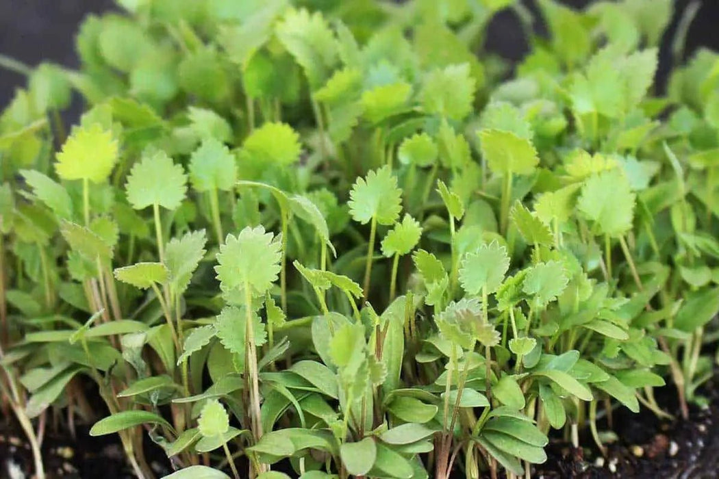 Anise - Microgreens,Baby Leaf,Sprouting seeds - Caribbean garden seed