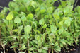 Anise - Microgreens,Baby Leaf,Sprouting seeds - Caribbean garden seed