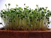 ARUGULA  ASTRO ,Herb Seed  Asian Vegetable - Caribbean garden seed