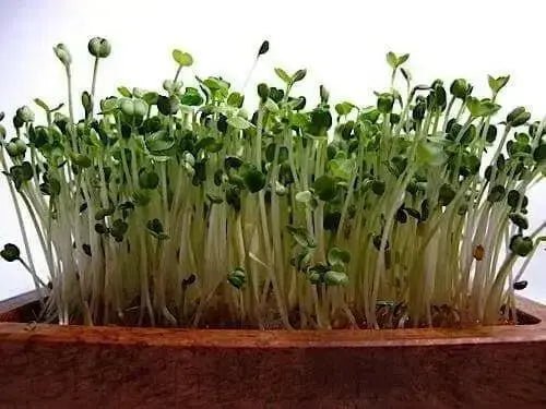 ARUGULA  ASTRO ,Herb Seed  Asian Vegetable - Caribbean garden seed