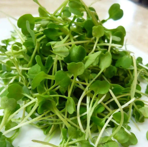 ARUGULA  ASTRO ,Herb Seed  Asian Vegetable - Caribbean garden seed