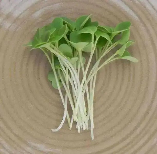 ARUGULA  ASTRO ,Herb Seed  Asian Vegetable - Caribbean garden seed