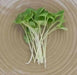 ARUGULA  ASTRO ,Herb Seed  Asian Vegetable - Caribbean garden seed