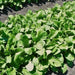 ARUGULA  ASTRO ,Herb Seed  Asian Vegetable - Caribbean garden seed