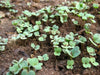ARUGULA  ASTRO ,Herb Seed  Asian Vegetable - Caribbean garden seed
