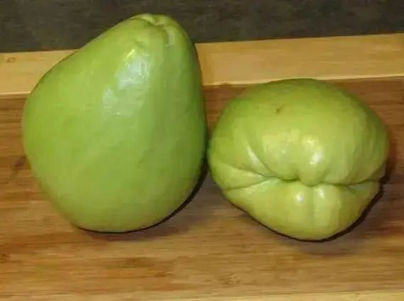 JAMAICAN cho-cho,Chayote squash, christophine - Caribbean garden seed