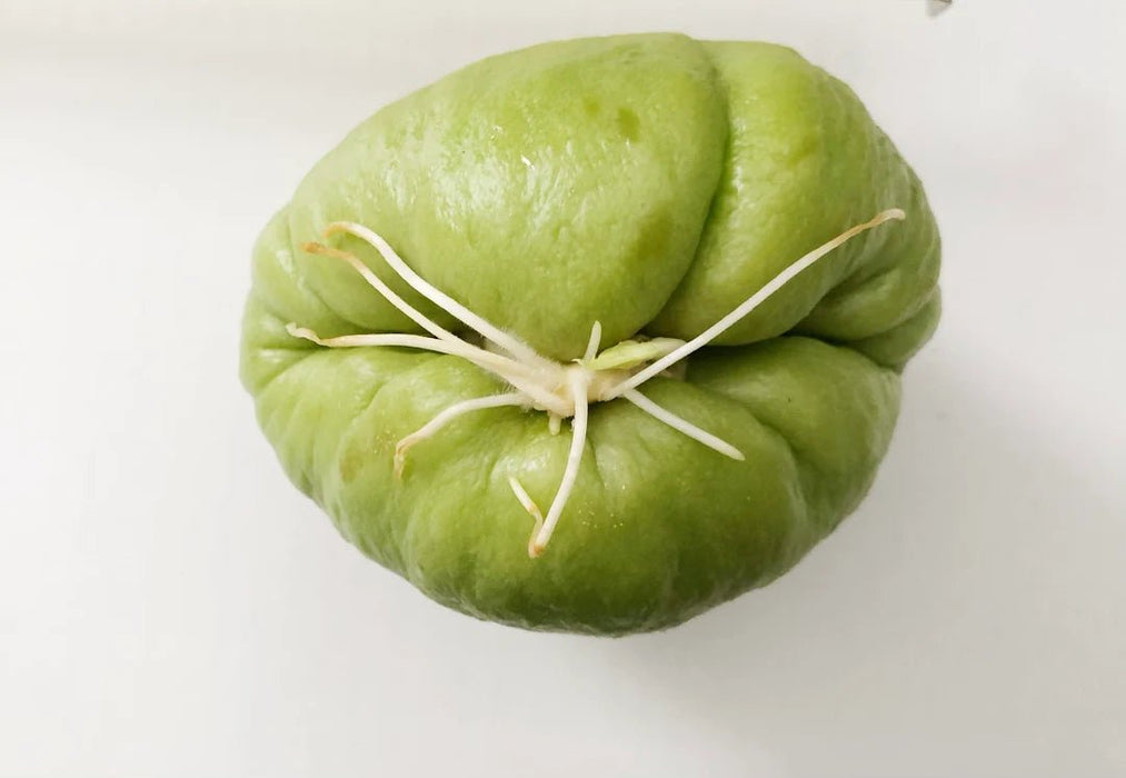 JAMAICAN cho-cho,Chayote squash - Caribbean garden seed