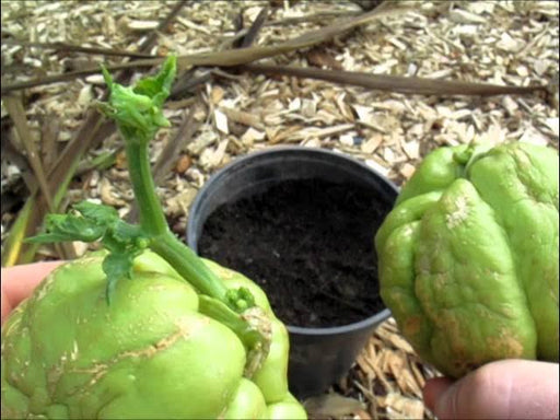 JAMAICAN cho-cho,Chayote squash - Caribbean garden seed