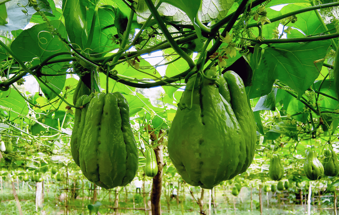 JAMAICAN cho-cho,Chayote squash - Caribbean garden seed