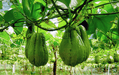 JAMAICAN cho-cho,Chayote squash - Caribbean garden seed